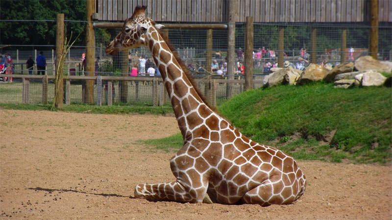 Yorkshire Wildlife Park