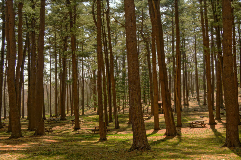 Enjoy walking in the forests