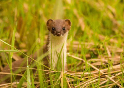 Photo of the wildlife at Broughton Hall