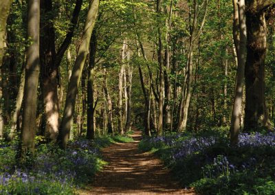 Photo of the grounds of the Goodwood Estate