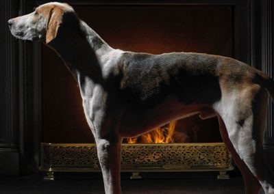 Photo of a hound in front of the fireplace at Goodwood's Hound Lodge