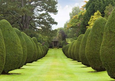 Photo of the Yew Tree avenue at The Elvetham