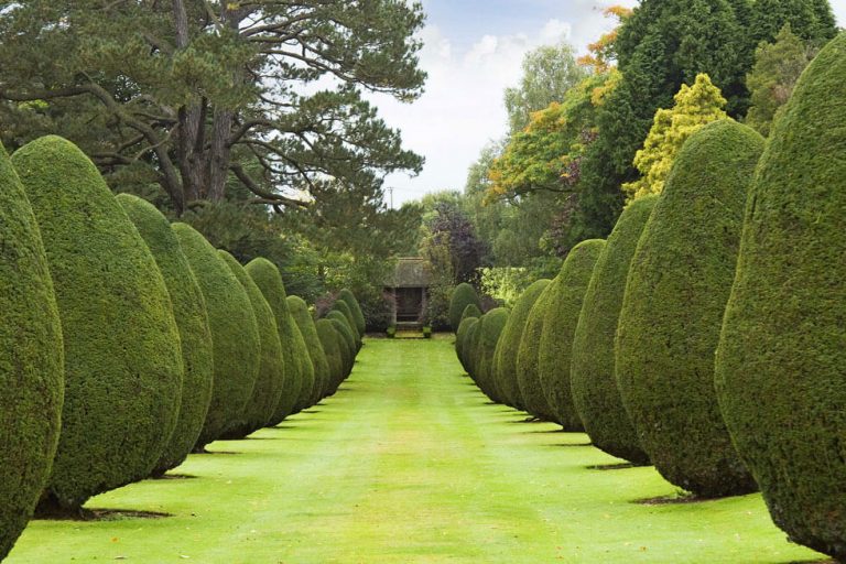 Photo of the Yew Tree avenue at The Elvetham